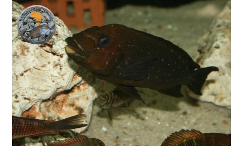 Petrochromis Tropheus Becken